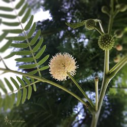 Pompon